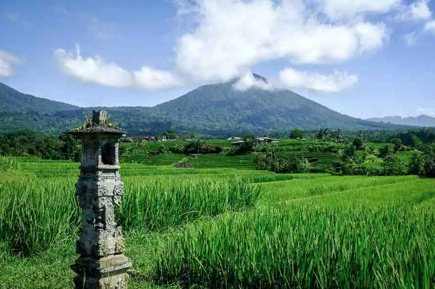 Jatiluwih Rice Terraces In Bali: Short & Easy Trek